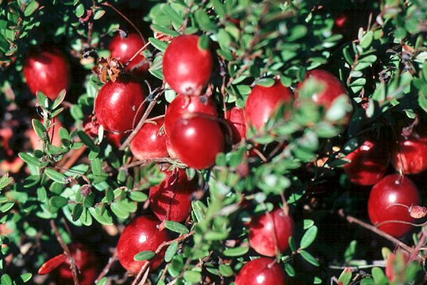 Clusters of vibrant red cranberries surrounded by lush green leaves on a bush. 