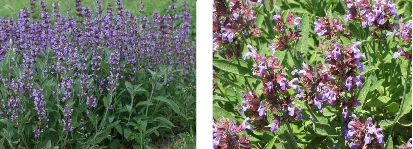 Two images of purple sage plants. The left shows a field of tall, blossoming sage with vibrant green leaves. The right highlights close-up of delicate purple flowers.