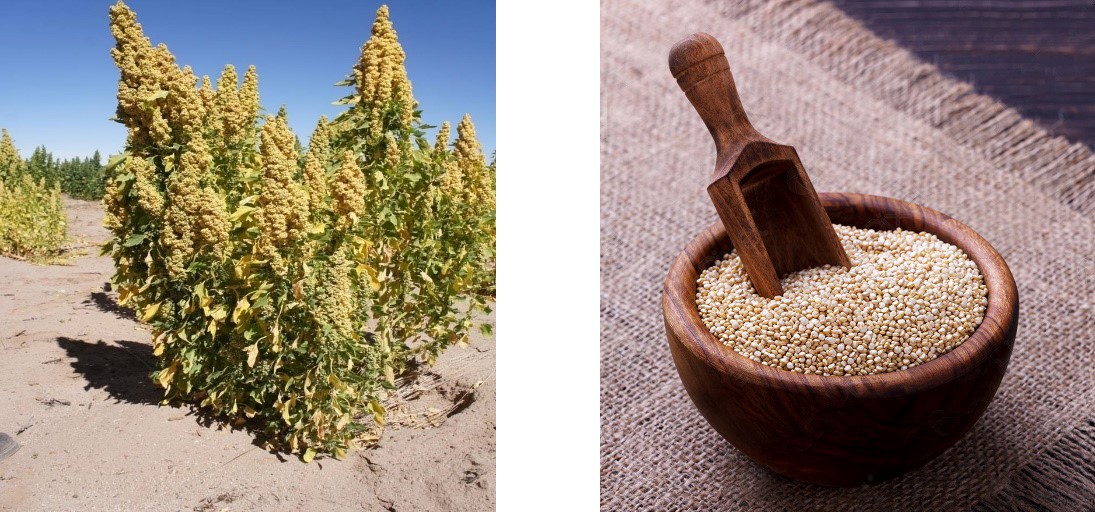 Two images side by side. Left: Lush quinoa plants with green leaves and yellow seed clusters under a clear blue sky. Right: Wooden bowl filled with beige quinoa grains, with a small wooden scoop, placed on a burlap cloth