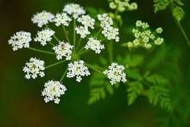 Delicate white Ajwain with small, clustered blooms against a lush green background